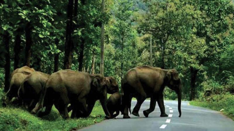 An elephant herd crossing NH  766 in the forest stretch of Wayanad Wildlife Sanctuary.