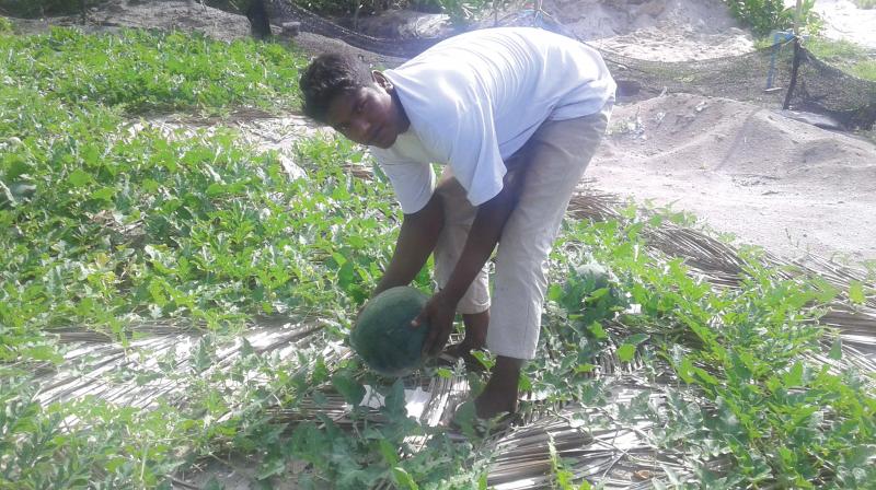 A worker harvesting seedless watermelons on Vattaru Island of the Maldives.