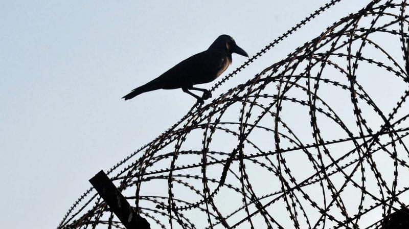 A crow rests on the barbed fencing of the Thiruvananthapuram airport. Bird hits are a major problem in Valiyathura and its premises as waste dumping is very common in these areas.