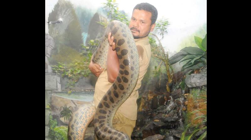Reptile keeper A. Harshad with Angela, the green anaconda