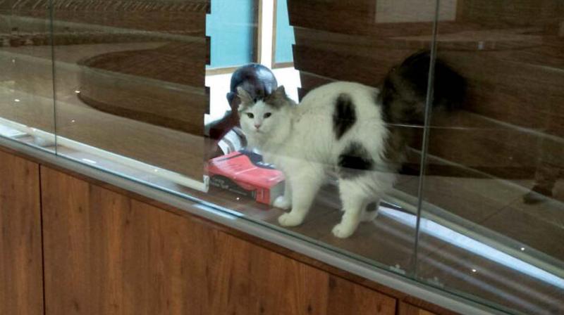 Cat detained by Customs