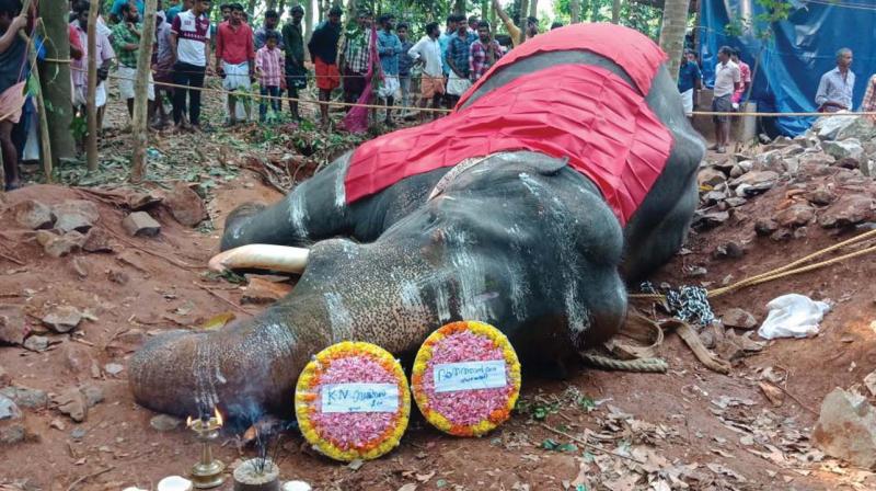 The body of elephant  Sheshadri kept for the public to pay last respects at Sreekrishnapuram in Palakkad on Thursday. (Photo: DC)