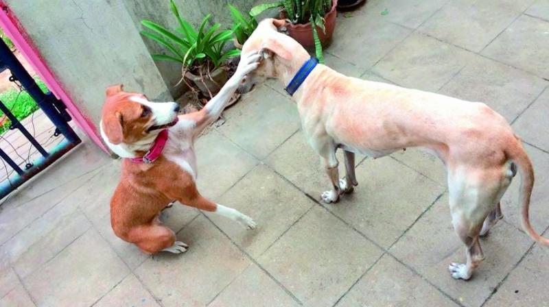 Rescued Rosie plays with Bowie after her reunion.