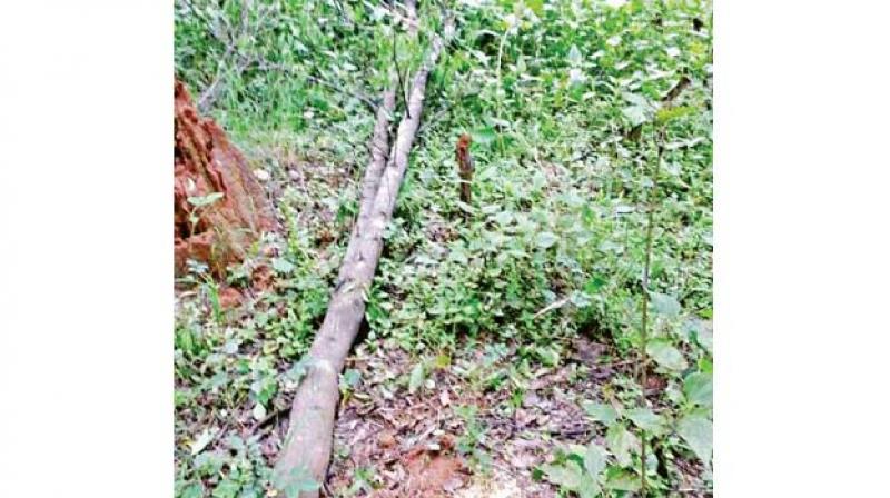 Police said the unidentified miscreants chopped two trees, both nearly 30 years old, left behind the branches and decamped with the trunk.