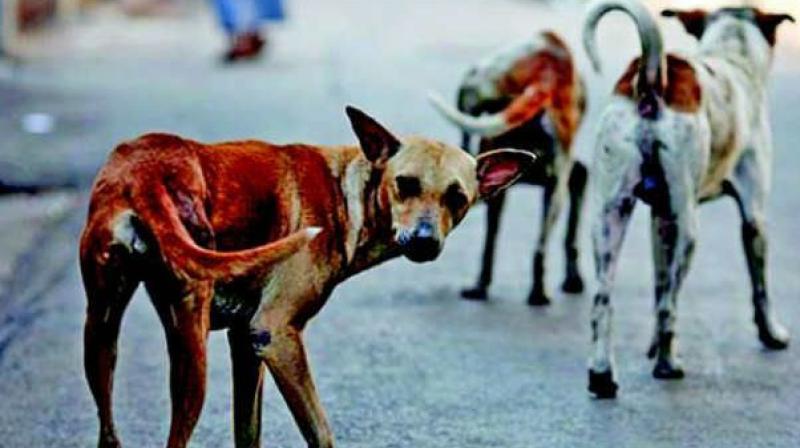 The residents complain that they are tired of complaining about the stray dog menace to the BBMP and have now decided to deal with it themselves.