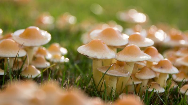 Researchers found that patients taking magic mushrooms to treat depression showed reduced symptoms weeks after treatment. (Photo: Pixabay)