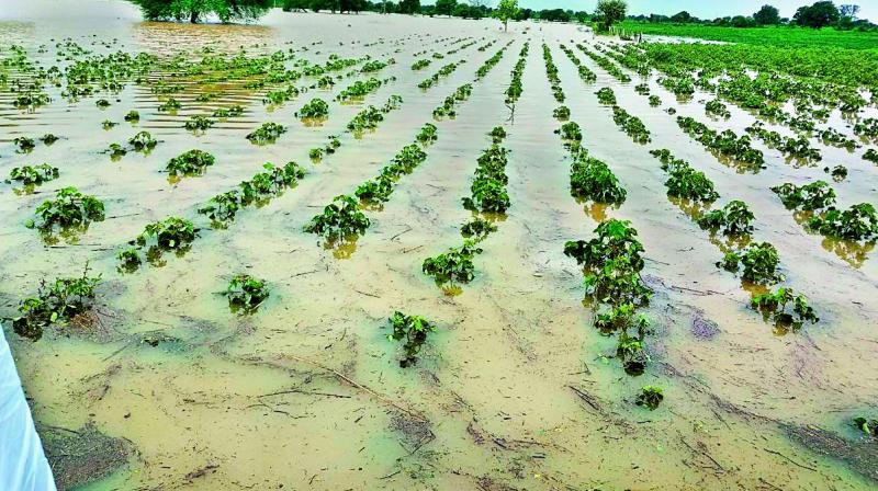 Crops submerged due to the heavy rains in Jainad mandal, Adilabad on Friday. 	(Photo: DC)