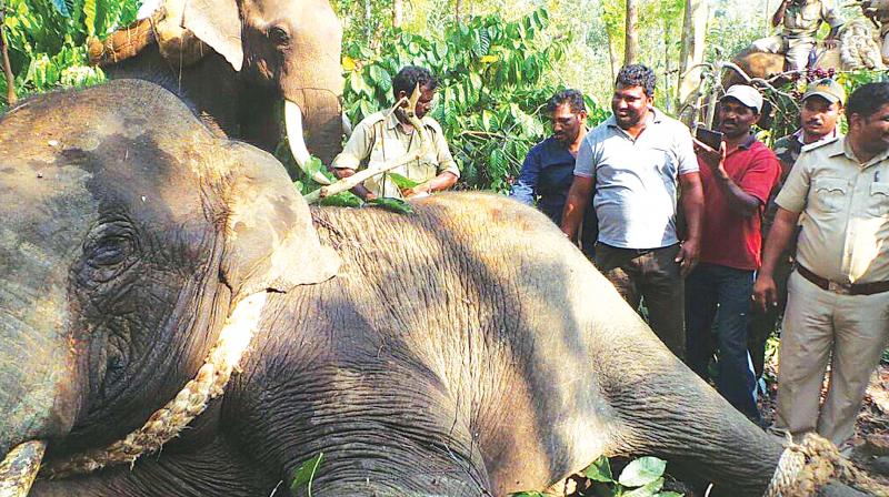 The rogue elephant, which was caught near Sakleshpur on Wednesday, was shifted to Bandipur National Parl. (Photo: DC)