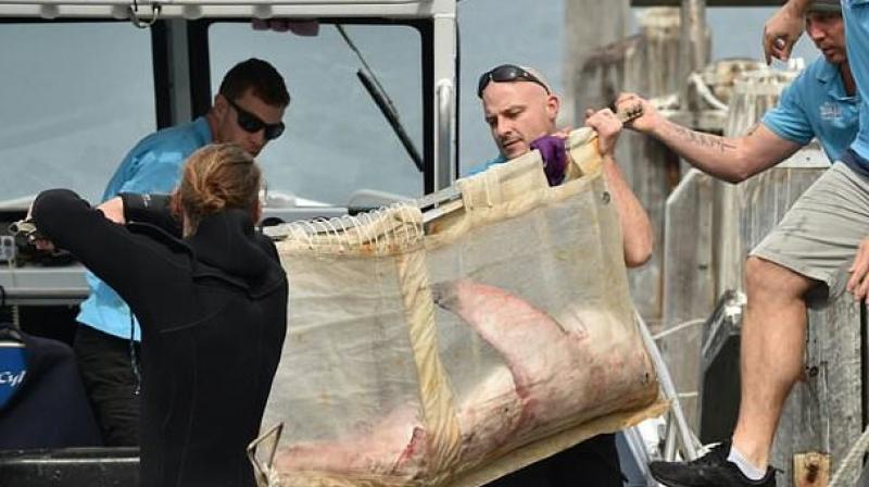 The shark, nicknamed \Fluffy\, was released in the open ocean after being loaded into a tank of water on a boat. (Photo: AFP)