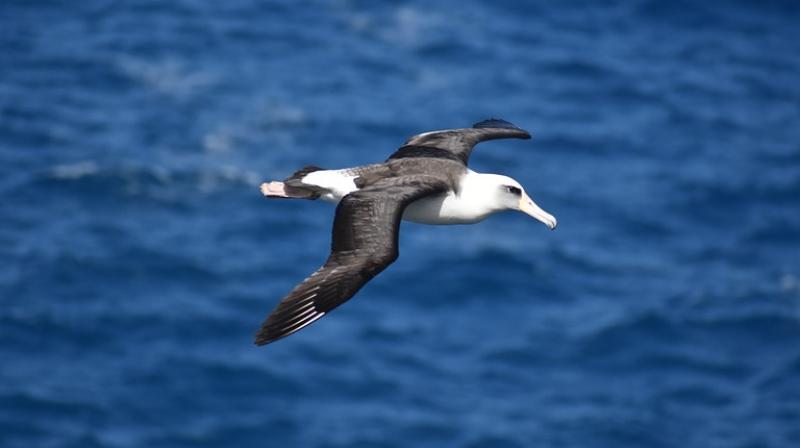 Rise in sea temperature affects survival of black-browed albatross. (Photo: Pixabay)