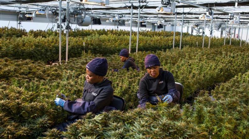 Lesotho -- first country to allow cultivation of cannabis for medicinal purposes