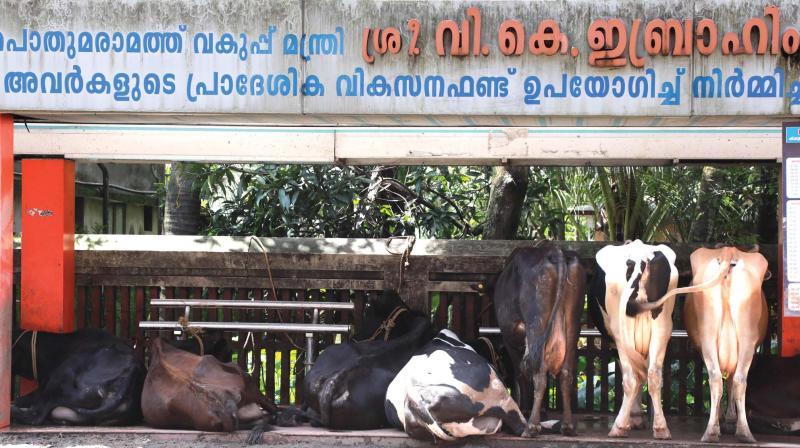 Local people at Eloor near Kochi has converted a bus shelter into cattle shed due cattle sheds in their residential premises getting inundated. (File pic).