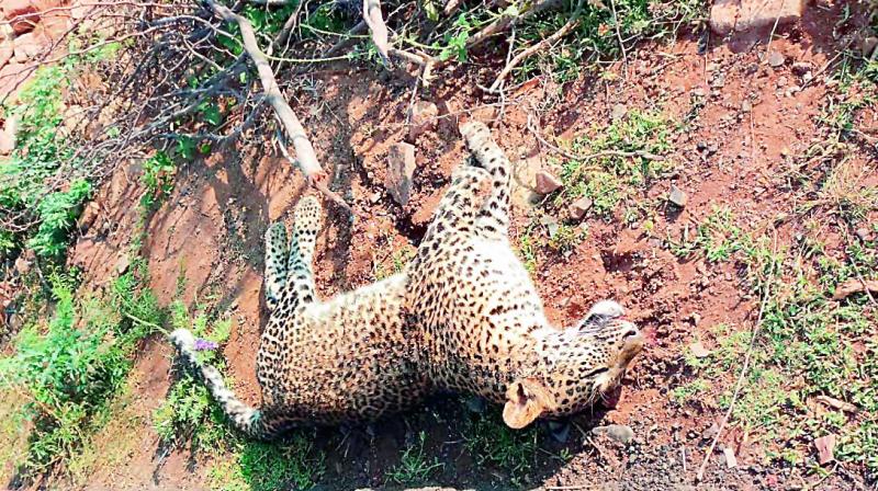 A leopard found dead on a road at the Racharla Ghat section near Garladinne village on Sunday. This is the second incident of a leopards death in three days.