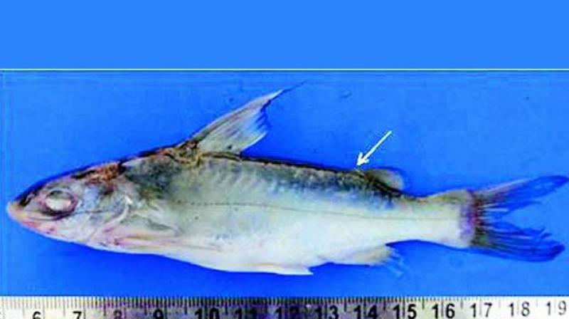 Scientists established the genetic differences from other species by analysing DNA sequences.