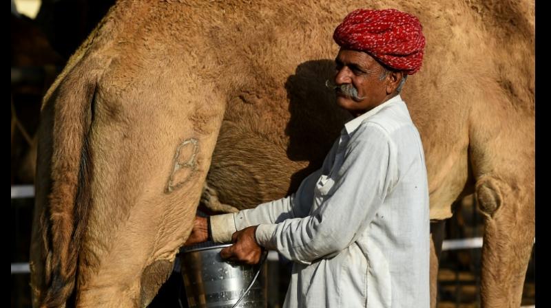 Camel milk is considered to be the latest superfood by supermarkets in the US and the UK, as well as online retailers such as Amazon, also tapping into growing consumer interest. (Photo: AFP)