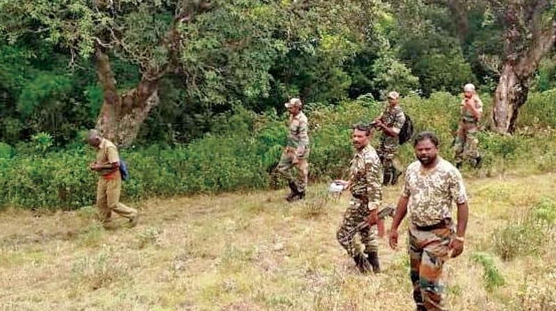 STF and foresters carry out joint  operations in the jungle border in Kundah area in Nilgiris (Photo: DC)