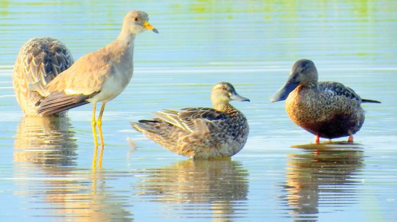 The census revealed a considerable hike in the number of species and individual count of birds.