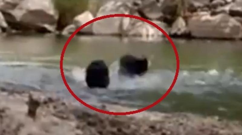 The men jumped in despite not knowing how to swim (Photo: YouTube)