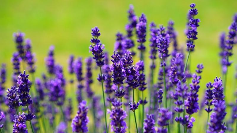 Scent of lavender found to keep horses calm. (Photo: Pixabay)