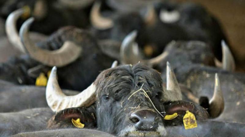 The government is now spending another Rs 10,000 crore for distributing sheep and buffaloes ,Talasani Srinivas Yadav said  (Photo: AFP)