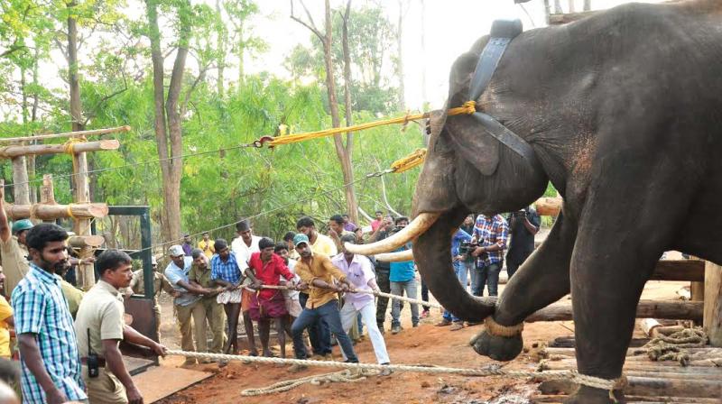 The elephant being pulled into the vehicle from the kraal for  shifting to Parambikkulam at Muthanga elephant camp, Wayanad. The order cancelling the move came after the animal was pulled into the vehicle. (File pic)