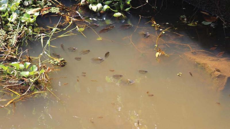 River Periyar