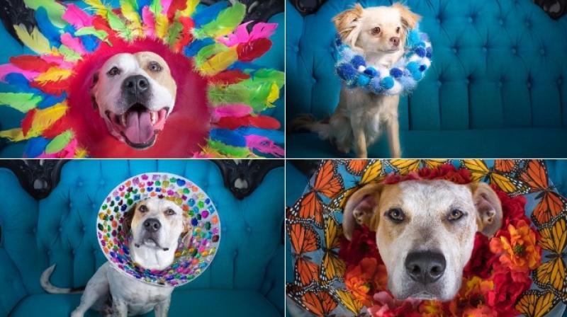 Photographer clicks abandoned dogs in colourful cones to get them adopted