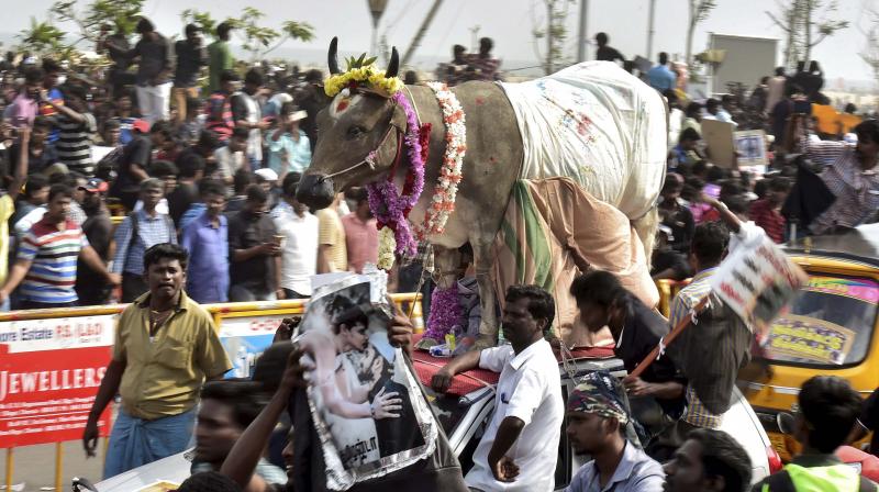 Youngsters and students participate in a protest to lift the ban on Jallikattu and impose ban on PETA, at Kamarajar Salai, Marina Beach in Chennai. (Photo: PTI)