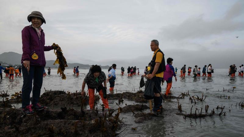 Jindo Sea Parting festival: Thousands flock to witness the annual phenomenon