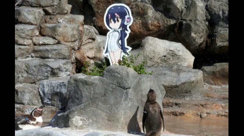 Earlier this year, the Humboldt penguin became smitten with a cut-out of Hululu -- a character from the Japanese anime \Kemono Friends\ -- after being dumped by his former mate, a female called Midori. (Photo: AFP)