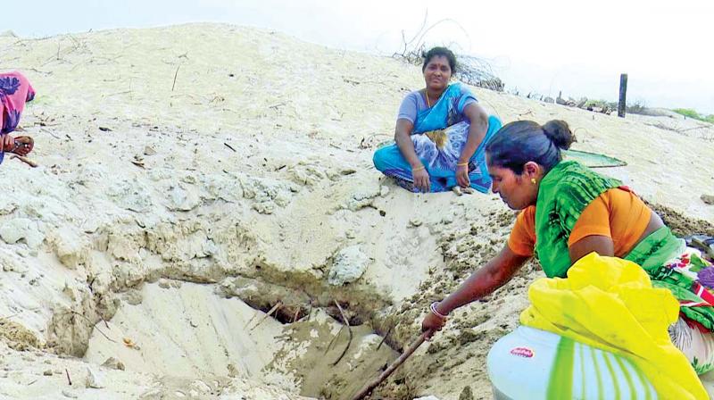 Digging for water at Dhanushkodi. (Photo: DC)