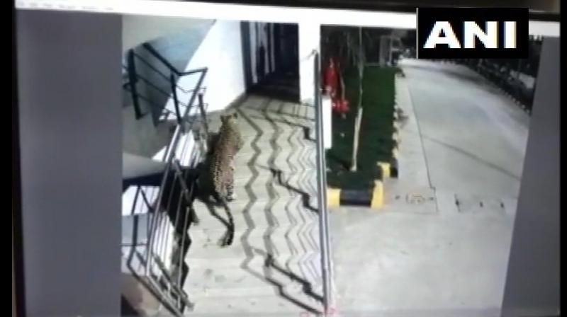 Panther was first seen in the parking area of Korum Mall in Thane by passersby, following which they alerted the police and forest officials. (Photo: ANI)