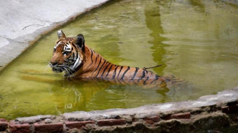 Experts say animals in captivity tend to get restless and exhibit behavioural changes in the absence of companions (Photo: PTI)