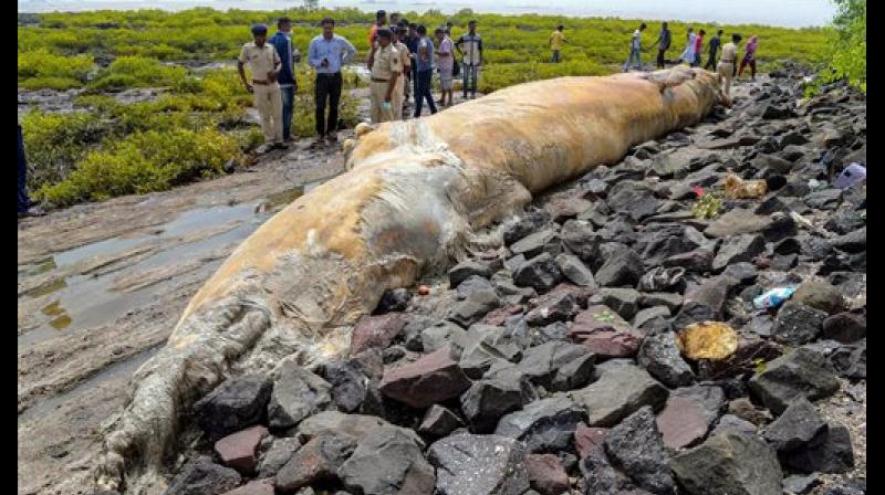 N Vasudevan the additional principal chief conservator of forest, said that was likely a blue whale.
