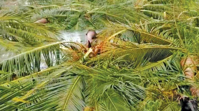 Fallen trees block roads at Kuruvikarambai near Pattukottai.	(Photo: DC)