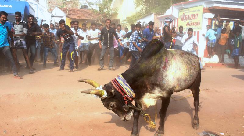 Despite Supreme Court ban people release the Jallikattu bull at Alanganallur in Madurai. (Photo: PTI)