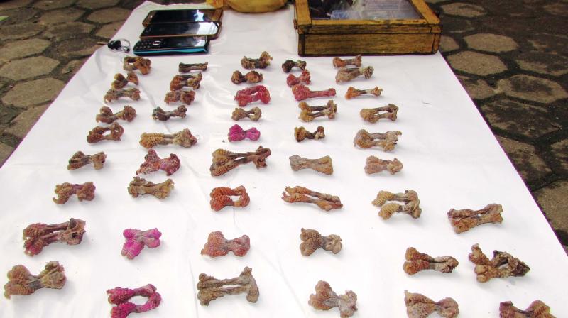 Private parts of monitor lizards seized by Chikkamagaluru forest officials on Thursday