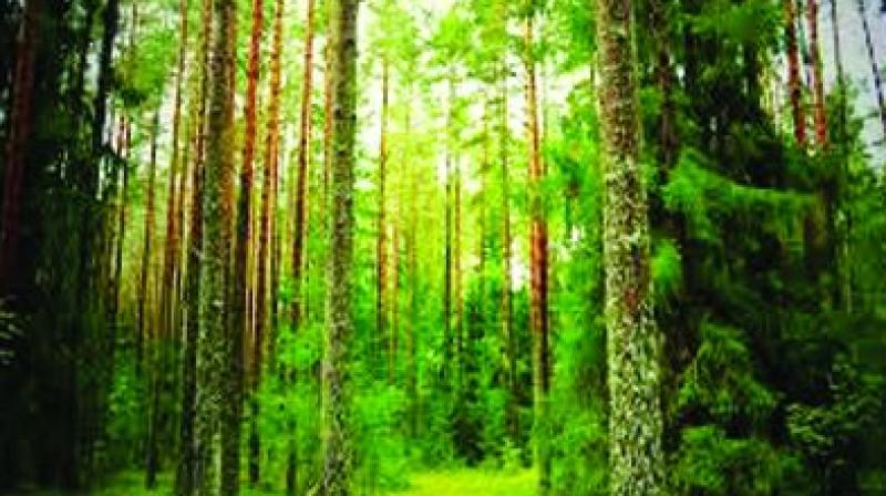 The state of the forest 2017 report released in February by the Forest Survey of India claims a one per cent increase in cover.