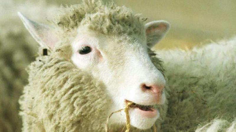 Dolly was lame in one knee. But the extent of osteoarthritis (OA) revealed by the scans was \not unusual\ for a naturally-conceived sheep. (Photo: AFP)