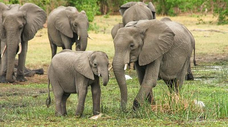 The Nonhuman Rights Project announced Monday it has filed a lawsuit in Connecticut Superior Court on behalf of elephants named Beulah, Karen and Minnie. (Photo: Pixabay)