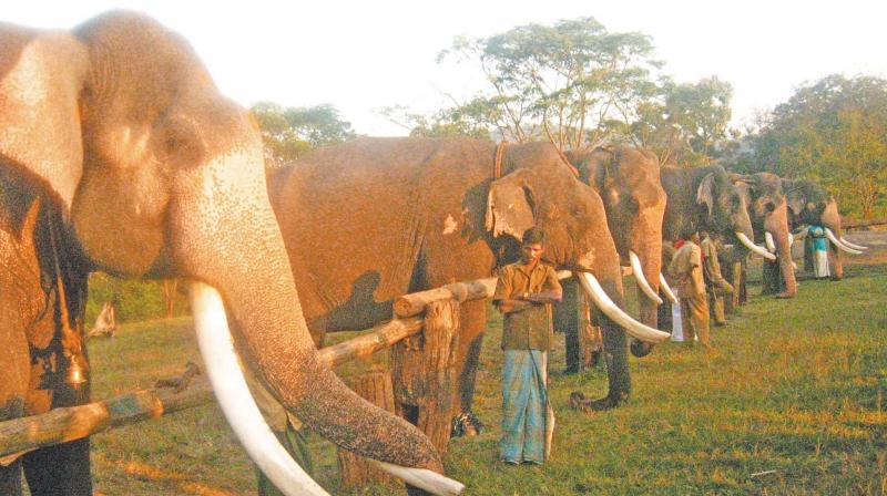 Kumki jumbos at elephant camp in MTR.