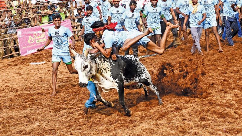 Youths trying to tame a bull in jallikattu organised as part of Pongal festival at Palamedu in Madurai on Wednesday. (K. Manikandan)