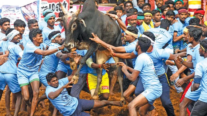 Participants try to control a bull at jallikattu in Palamedu village on the outskirts of Madurai on Wednesday. 	(AFP)