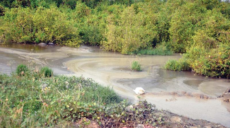 P.K. Vimal Kumar, CPM Vallarpadam local committee secretary, said unscrupulous  elements taken the shape of a mafia are indulging in a large scale filling of the  wetlands and cutting down of mangroves