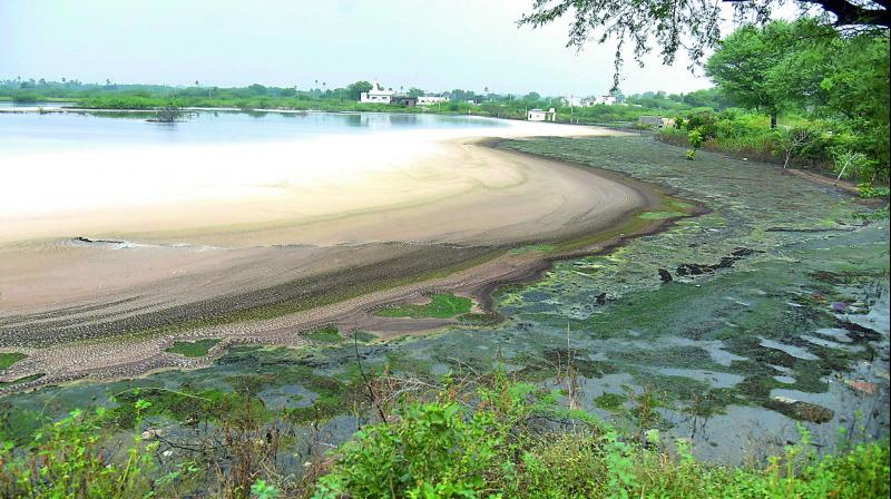 The polluted Pedda Cheruvu at Cheeriyal. (Photo: DC)