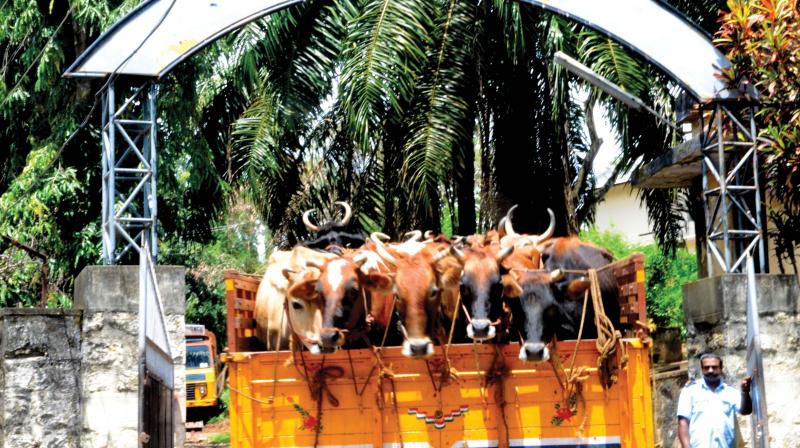 Cattle from Tamil Nadu arrive at the abattoir at Kunnukuzhy. The slaughter house was closed in 2012.  DC File