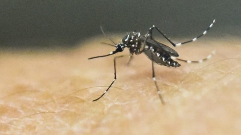 They exhibit a trait known as aversive learning by training female aedes aegypti mosquitoes to associate odours (including human body odours) with unpleasant shocks and vibrations (Photo: AFP)