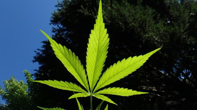 Rural Estonia town voted to adopt marijuana leaf as its official logo. (Photo: Pixabay)