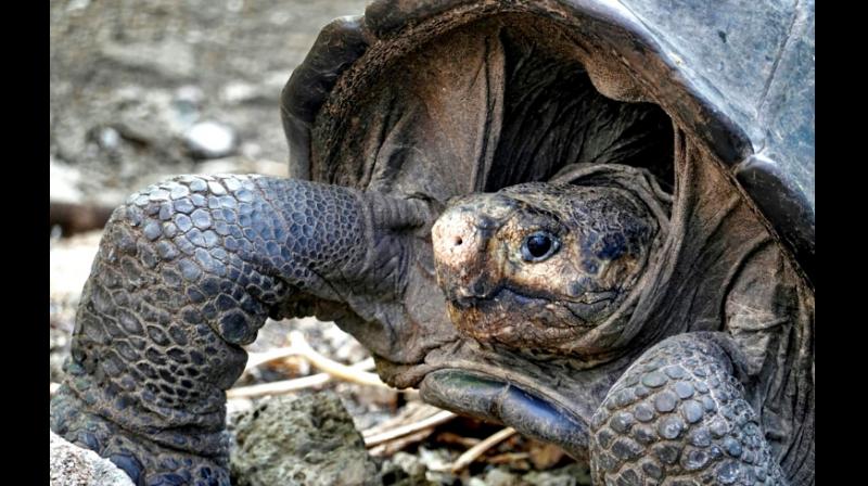 Giant tortoise re-emerges from extinction