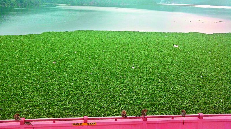 The vast stretch of green carpet on the backwaters of Srisailam was never seen earlier.